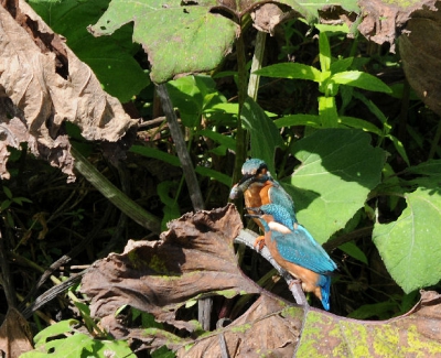 Vanmorgen-om-10.00uur-was-ik-in-de-polder-in-Schiedam.Heb-in-3uur-tijd-'n-aantal-foto's-gemaakt.
Het-is-'n-juv.Ijsvogel-waar-een-ouder-met-;n-visje-kwam.Dus-2-Ijsvogels.Gebeurd-niet-vaak.