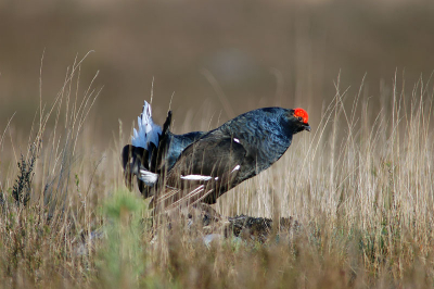 Baltsende haan. zefde als vorige in mijn album.
D70 300mm2:8/2x conf