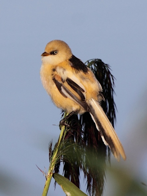 Zoals zovelen inmiddels (denk ik) een paar keer en middag naar het lauwersmeer geweest voor de baardmannen. Niet altijd met evenveel succes, maar deze vind ik wel aardig gelukt. Ben benieuwd (er staan geen vliegjes op...)