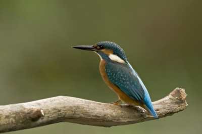 Vandaag erg veel geluk met het fotograferen van ijsvogels gehad. We zaten met z'n drieen achter een soort waterkering verstopt en de twee IJsvogeltje gingen op een tak zitten ong. 7 meter van ons vandaan.

Voor meer foto's uit deze serie kijk op onze website www.pbase.com/corangelique
Groetjes,

Angelique