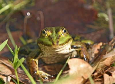 Kikkers genoeg, maar dit is wel een grappige foto, het is net kermit.

ISO-400, 1/500, F/6,7, 255 mm.