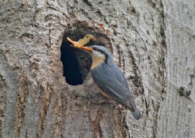 300 mm, ISO-400, F/5,6, 1/125 sec.