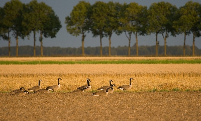 Hier kijken ze wel opzij maar ik vind het zelf eigenlijk te druk.
Wel lekker licht en een mooi landschap  
Groet Johan