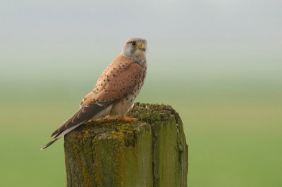 Op een mooie ochtend zat deze torenvalk op een paaltje. De kleuren van deze prachtige vogel tegen de achtergrond troffen me.