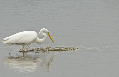 Deze zilverreiger kwam tot mijn grote vreugde vanochtend pal voor me langs wandelen, op  zoek naar een lekker visje. Hij komt hier net weer met de kop boven water, helaas zonder vis.