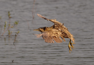 Heb er even over nagedacht of ik hem wel zou plaatsen ... 
is mijn rste foto bij Birdpix
Ik zie wel hoe de reacties zijn , kan er enkel maar van bij leren .