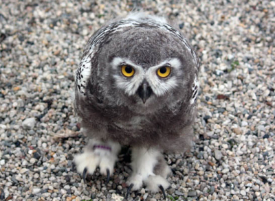 Sneeuwuil kuiken ondeveer drie weken oud. Deze roofvogels zijn niet inheems tot Nederland maar wel voor de noordelijke poolstreken.