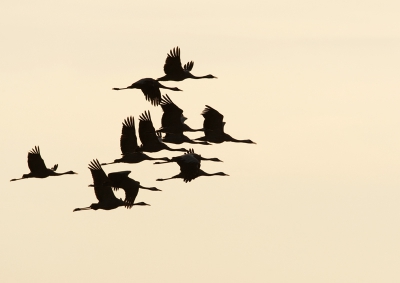 Hier een vlucht Kraanvogels in het avondlicht, waardoor alleen de silhouet te zien. Je hoort ze al van verre aankomen met hun geluid.