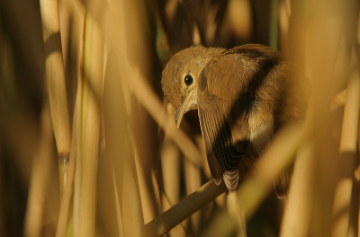 omdat ik op de vorige foto,s van de Kleine Karekiet , niet zo veel reactie kreeg , ben ik vandaag opnieuw geweest . hoop dat deze foto beter over komt , deze jonge Kleine Karekiet  zat verstop in het riet , hier was hij zich aan het poetsen ,