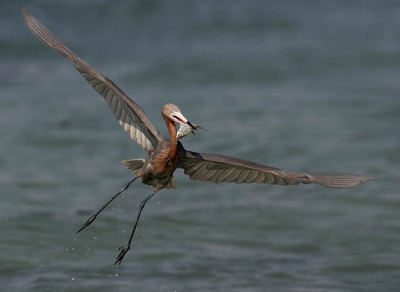 Genomen in Florida, Sanibel Island, Canon 20D, 500mm 
2007, dus al een tijdje geleden.
Er volgen er meer, tijd dat ik er eens meer werk van maak. Ben tevens eindelijk aan nieuwe website bezig, kijk maar eens rond.