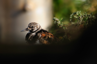 Alhoewel het vrij algemene vogeltjes zijn wilde ik toch proberen ze mooi op de foto te krijgen. 
Daarom ben ik naar de oesterputten in Yerseke gegaan en daar aan de kant van het water deze steenloper vast kunnen leggen. Vooral het RVS paaltje vindt ik voor een heel mooie achtergrond zorgen. De plaatsing links roept wat spanning op zodat je blik verder gaat zoeken.