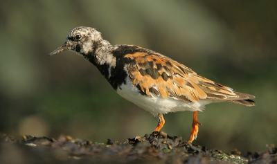 hier nog maar een foto , van de vakantie ,, vind de houding van deze steenloper wel mooi , laag standpunt maak het natuurlijk weer as