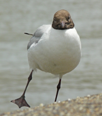 Ik was foto's aan het maken van een Zilvermeeuw toen deze Kokmeeuw ineens heel dicht bij me liep... Net op het goede moment afgedrukt, met het pootje opgetild.