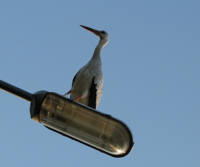 foto genomen in de buurt van Eext  vanuit de auto,
bleef gewoon zitten ondanks de vele auto's