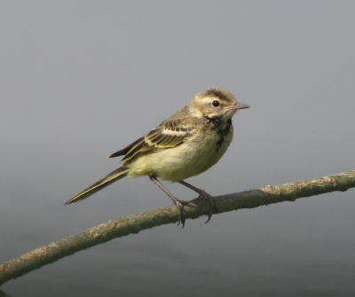 ook deze vogel poseerde op het takje voor de kijkhut