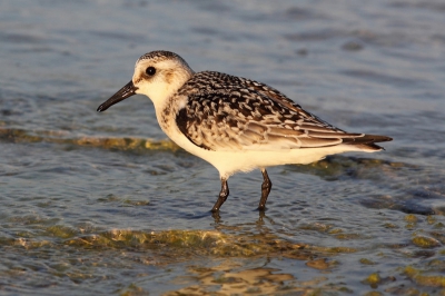Foto gemaakt aan zee nabij natuurreservaat s'Albufera. Beestje was niet bang aangelegd en kon vrij dichtbij komen. 

Is dit een Grijze Strandloper? Weet het niet zeker.. Thnks.