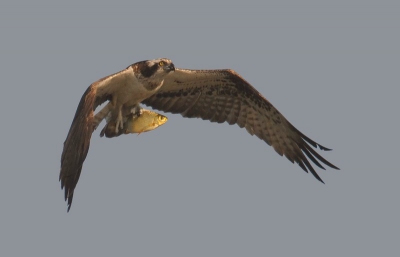 Gemaakt van uit een vogelkijkhut .
Uit de hand genomen .