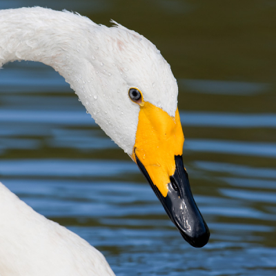 Oog in oog met prachtig dier, de kleurdetails van zijn kop zijn hier goed te zien en die blik...