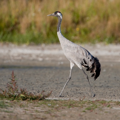 Sierlijk stapte hij rond op zoek naar water, ongeloofelijk hoe droog alles stond...
Een prachtig vogelgebied!