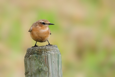 Gisteren was het lekker stormachtig. 
Bij zulke weersomstandigheden moet ik er gewoon op uit. Mooi licht spannend weer en de vogels zoeken beschutting zodat de kans op wat bijzonders ook wat groter was.
En ik trof het er zat een groepje van 4 Tapuiten van paaltje naar paaltje te springen. Zo kwam deze ook lekker dichtbij.