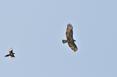 Deze Ekster zat acher de Buizerd aan boven het paardewed in Amersfoort. ik heb deze foto vanuit mijn slaapkamer raam kunnen maken helaas wel tegen de zon in. maar daardoor schijnt het licht wel mooi door de vleugls heen. Het feit dat dit alles boven de stad af speeld waar je anders nooit een roofvogel tegen komt maakt dit, denk ik tot een byzondere foto die plaatsing verdient.