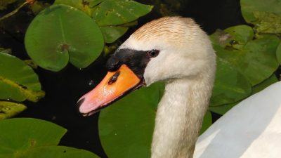 Deze knobbelzwaan foto vond ik wel leuk. Ik heb een beetje van bovenaf een foto gemaakt,  vandaar de leliebladeren als achtergrond.