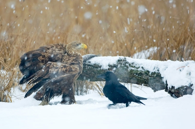 Soms rommel je wat in je archief en dan kom je nog wat foto's tegen. Zoals deze zeearend. Gemaakt tijdens een reis van Han Bouwmeester. Deze kwam aanvliegen, ging een tijdje in de boom naast ons zitten en landde uiteindelijk op een meter of 30 voor ons. Gemaakt tijdens winterse taferelen, wat het scherpstellen wel bemoeilijkte.