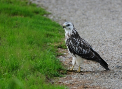 Deze buizerd bleef lang zo stil staan op 10 meter afstand
bandpunt 300mm / iso 250 /  belichting 1/250sec