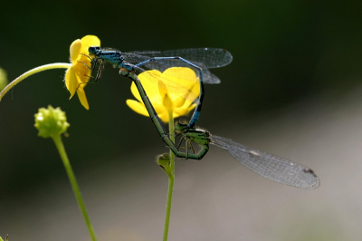 Even wat oudere foto's opgezocht. Deze is gemaakt met de 100 mm macrolens.