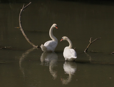 In een zijarm van de Altmuhl (waaruit de Donau ontspringt) dit paartje Zwanen die zich in een mooie setting lieten fotograferen.