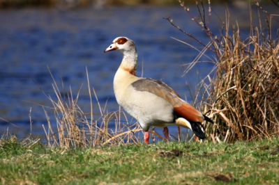 De nijlgans is een exoot.  Ze zijn meestal best wel schuw. Deze gans kon ik toch van redelijk dichtbij fotograferen.