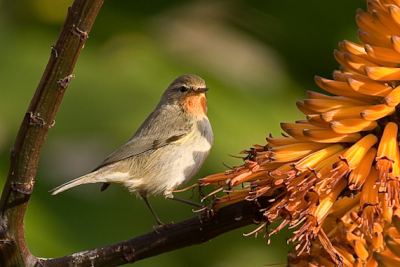 Vogeltje zorgde voor verwarring door z'n oranje keeltje.
Hij zoog de nectar uit de bloemen van de alo.