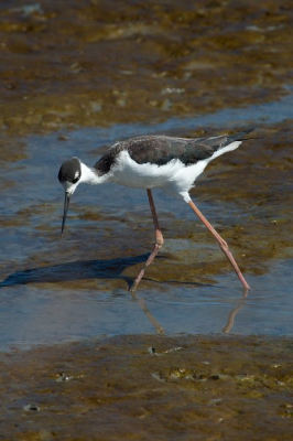 Had eindelijk weer eens tijd om naar de Baylands in Palo Alto te gaan. Er waren diverse Stilts bezig in de modder te wroeten.