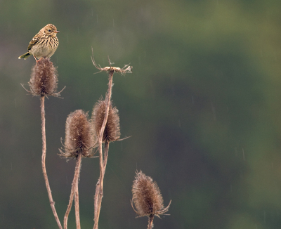 Deze pieper zat zo mooi dat ik het niet kon laten een paar foto's te schieten. De regen vind ik hier een extra sfeertje geven. Hopelijk komt hij nu wel door de ballotage!