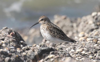 deze foto liet zich mooi op de foto zetten ik weet alleen niet of dit een bonte strandloper is of een krombekstrandloper.