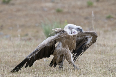 Parmantige stappen nam hij /zij richting prooi. Leuk om te weten is het volgende: De Vale Gier gaat op de prooi af en trapt tegen de dode prooi, om te kijken of ie wel echt dood is..... Dit gedrag heb ik meermalen kunnen zien.