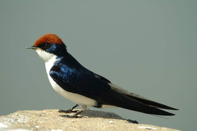 deze roodkruin zwaluw doet zijn naam wel eer aan.
tijdens het lopen langs de voeivelden ging ik van vermoeidheid even zitten bij een duikertje.
deze overloop was echter al bezet door twee 
roodkruinzwaluwen die hier af en aan vlogen om 
te eten en zichzelf te verzorgen.