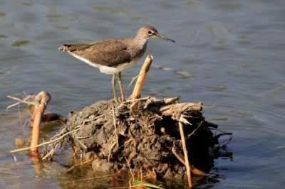 Waar normaal de ijsvogel zich vertoont kwam onverwachts een witgatje aangevlogen en landde vlak voor de hut. Helaas werd hij weggejaagd door een eend.