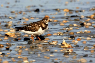 Texel, een favoriete plaats. Er is altijd zoveel te fotograferen.
De steenloper was een tijd druk bezig onder de schelpen te wroeten.