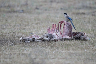 Als eerste komen s'morgens de Blauwe Eksters op de prooi af ( die de dag daarvoor niet helemaal opgevreten was) . Pas dan vertrouwen de Gieren de plek en vliegen massaal op de prooi af.