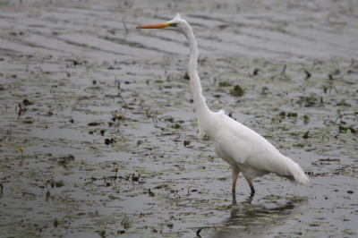 ISO 400- 500mm - f /6,3 - 1/1000sec,
Voor het pondje in Wijhe stond deze reiger tussen de eenden en was samen met nog een blauwe reiger op zoek naar voedsel.