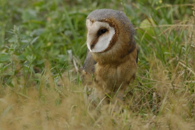 Verrassing: vogel vloog 's morgens op uit een wegberm, om even verder weer neer te strijken. Heel voorzichtig kon ik de vogel hierna naderen en een aantal opnames maken, waarvan dit er een is.