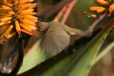 Een kolibri Tiftjaf! Kennelijk zijn de Alo bloemen erg aantrekkelijk voor de Tjiftjaf. Ze moeten er veel moeite voor doen de nectar eruit te halen.