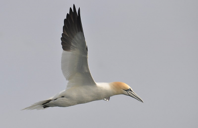 Op 1 maart ben ik mee geweest een dagje zeevogels spotten vanaf een vissersboot (Ostend-pelagics ) .Het weer was die dag aan de donkere kant maar voor het fotograferen van de Jan van Genten was het ideaal .