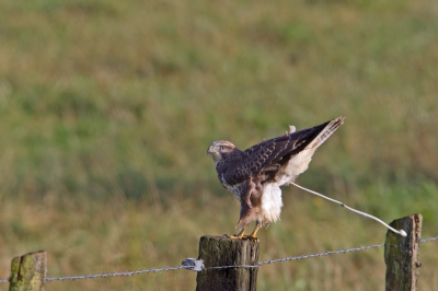 Akke foei......
Deze poepende buizerd kon ik afgelopen weekend ook platen vanuit de auto op een rijst zak.Eindelijk is me, eerste buizerd die ik is deftig kon schieten vanuit de auto.Gewoonlijk als je nog maar vertraagd zijn ze al weg
Is het wat?
Bedankt voor het kijken!!
grtz