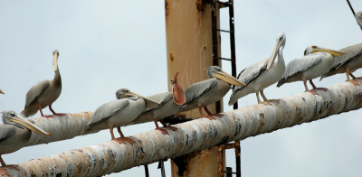 Dit is tich de Pink-backed Pelican?
In de monding van de rivier The Gambia ligt een aantal schepen te veroesten. Uiteindelijk wordt dat een kleine biotoop waar ook deze Pelicanen van profiteren....en ik natuurlijk...
Foto is al een half jaartje oud, maar toch nog de moeite denk ik!