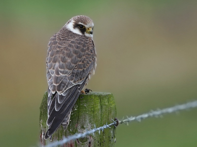 Vorig jaar in mei in het Fochtelorveen heb ik alleen adulte vogels kunnen fotograferen. Des te leuker om afgelopen weekend eens een juveniel van dichtbij gezien te hebben. Deze ving de een na de andere kever, waarvan nog een restant voor op de paal ligt. Er was helaas te weinig licht voor goede vluchtfotos, maar het was geweldig om deze vogel te zien jagen!