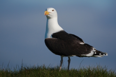 Hier een close-up van een Grote Mantelmeeuw die langs me heen kijkt waardoor zijn oogje mooi oplicht.