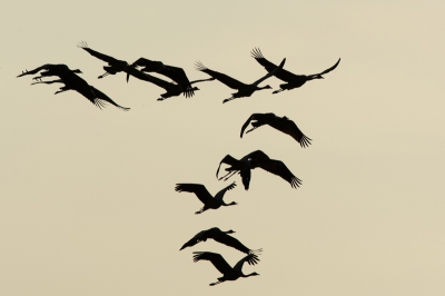 Een vlucht Kraanvogels in het avondlucht waarbij de silhouetten mooi afsteken in de lucht.