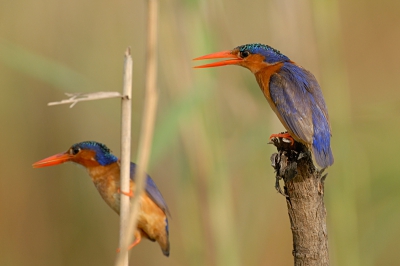 Binnenkort weer naar Gambia! Vorig jaar oktober heb ik o.a. deze plaat gemaakt van 2 Malachiet ijsvogeltjes, vanuit een kano, met gebruik van statief.